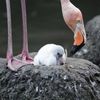 Video: Newborn Bronx Zoo Flamingo Takes Its First Steps!